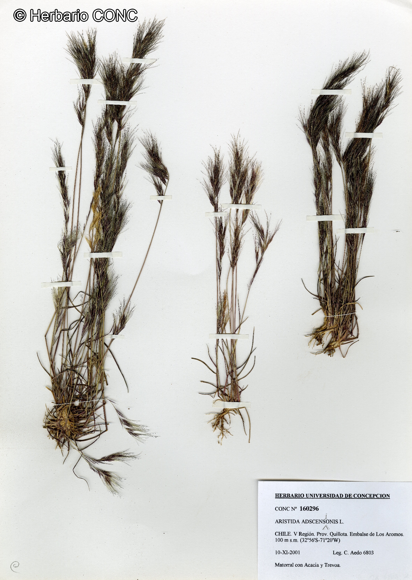 Aristida adscensionis [Imagen de galería: 30043]