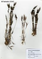 Aristida adscensionis [Imagen de galería: 30043]