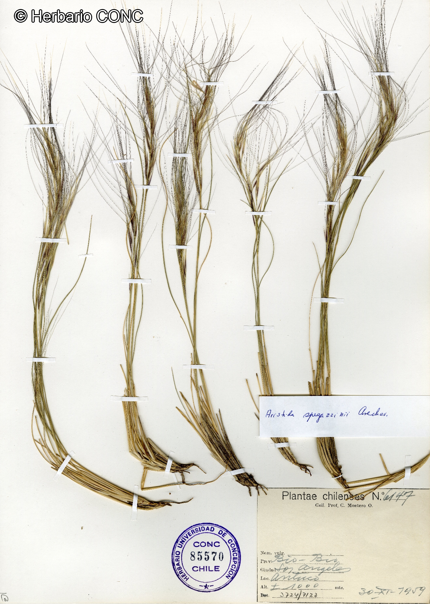 Aristida spegazzinii [Imagen de galería: 30044]