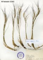 Aristida spegazzinii [Imagen de galería: 30044]