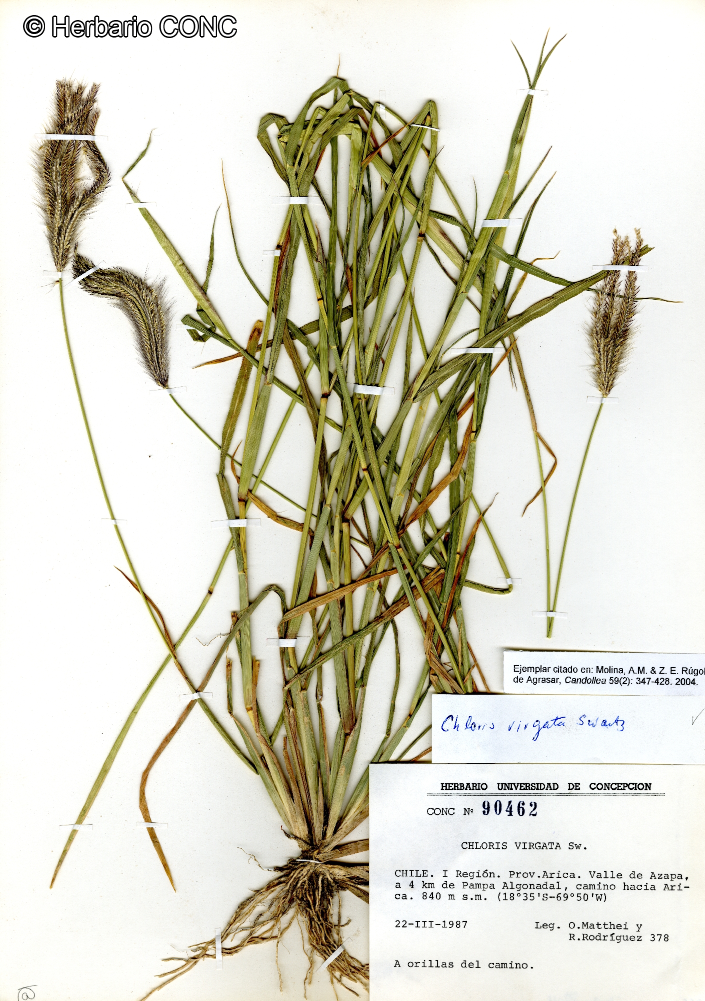 Chloris virgata [Imagen de galería: 30066]