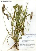 Chloris virgata [Imagen de galería: 30066]