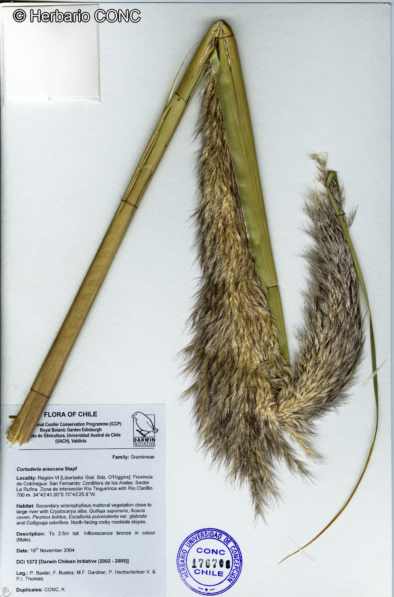 Cortaderia araucana [Imagen de galería: 30083]