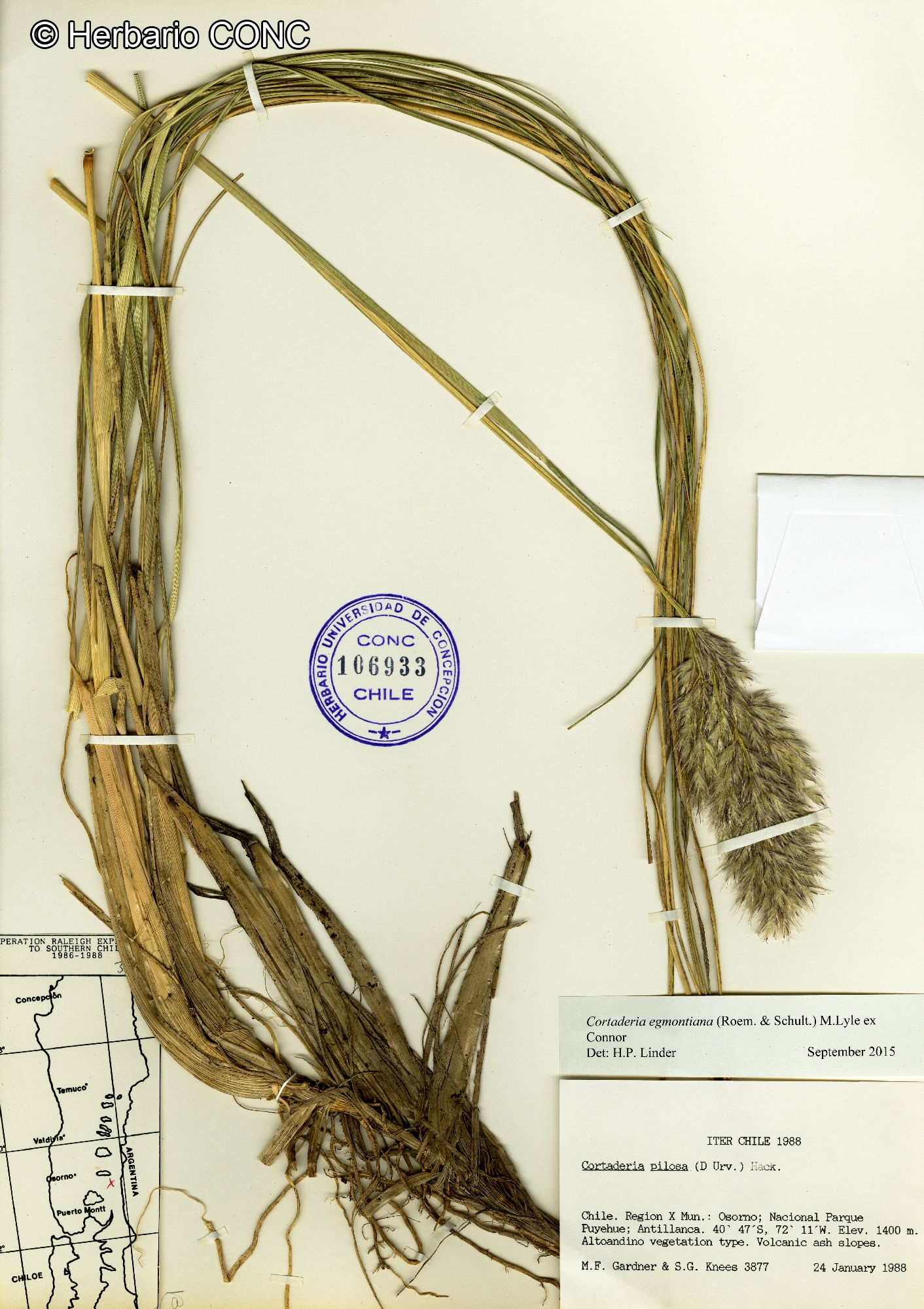 Cortaderia egmontiana [Imagen de galería: 30084]