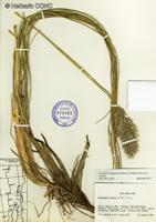 Cortaderia egmontiana [Imagen de galería: 30084]