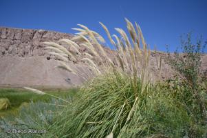 Cortaderia speciosa [Imagen de galería: 30085]