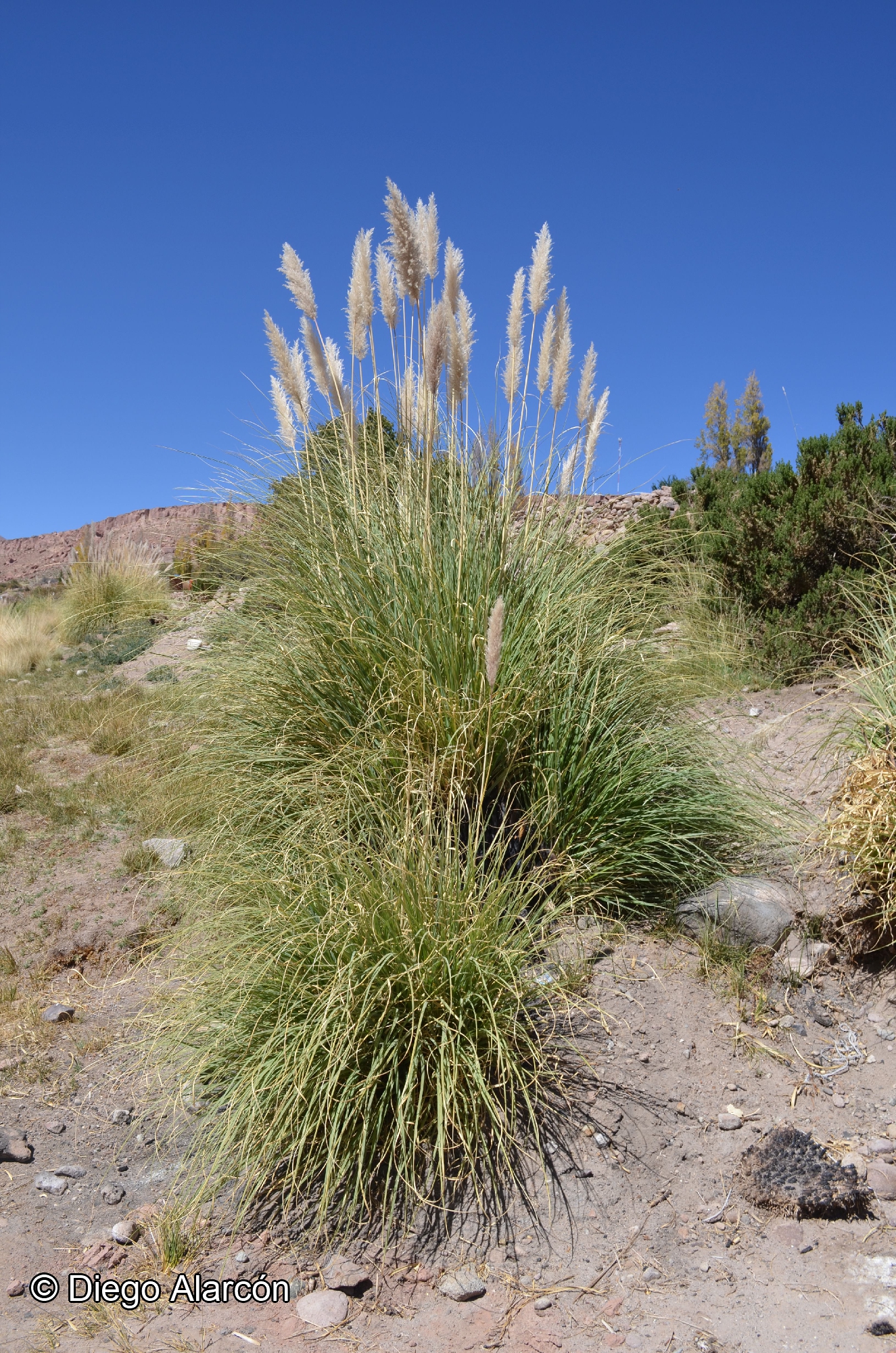 Cortaderia speciosa [Imagen de galería: 30086]