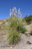 Cortaderia speciosa [Imagen de galería: 30086]