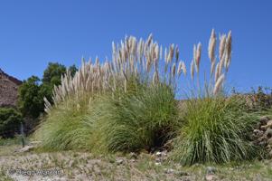 Cortaderia speciosa [Imagen de galería: 30087]