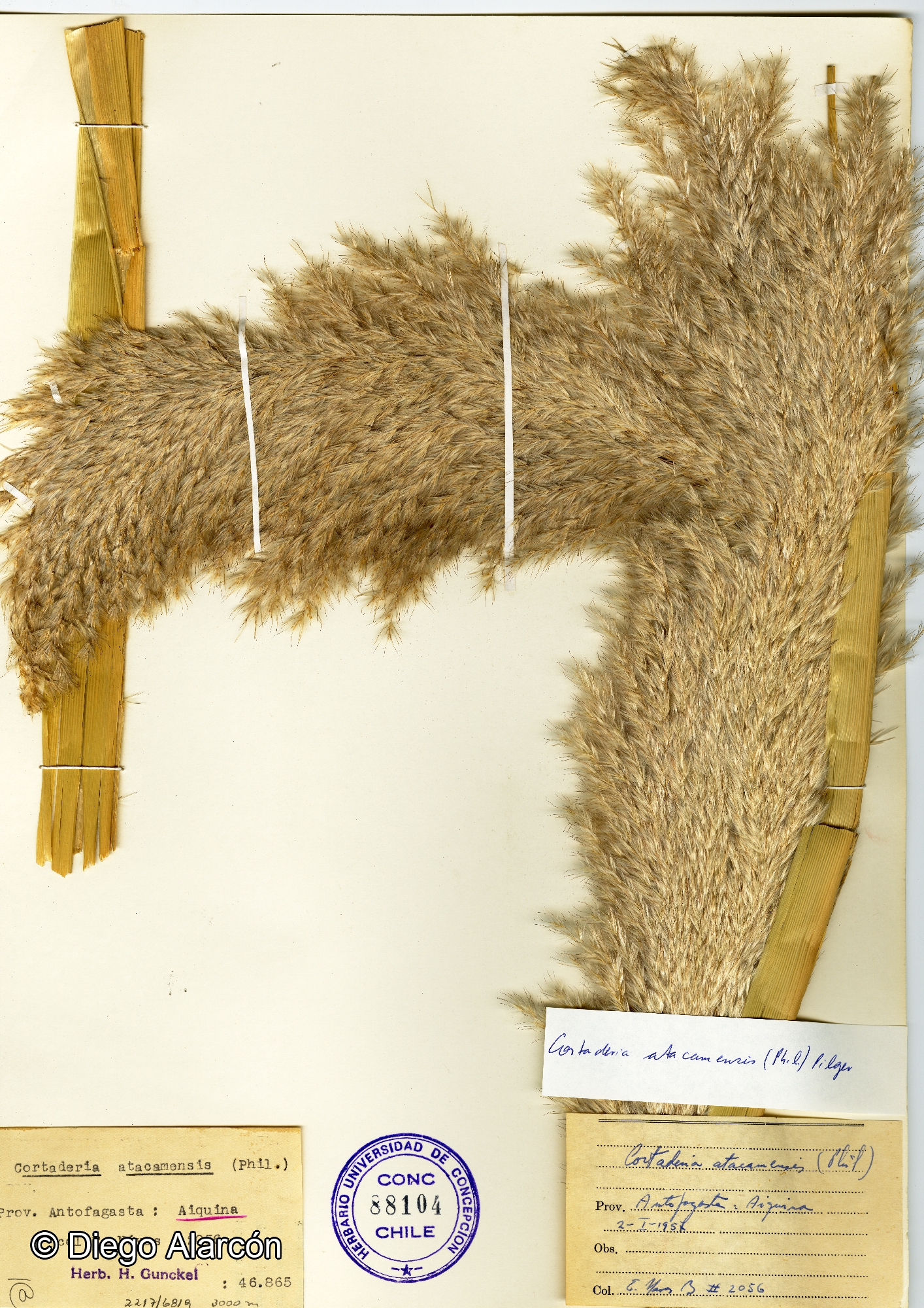 Cortaderia speciosa [Imagen de galería: 30088]