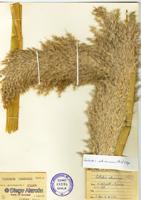 Cortaderia speciosa [Imagen de galería: 30088]