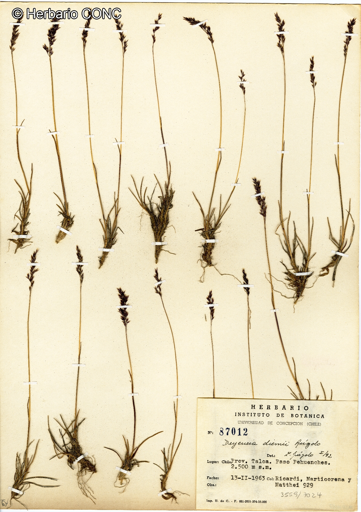 Deyeuxia diemii [Imagen de galería: 30119]