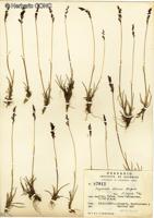 Deyeuxia diemii [Imagen de galería: 30119]