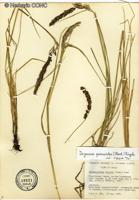 Calamagrostis neglecta [Imagen de galería: 30125]